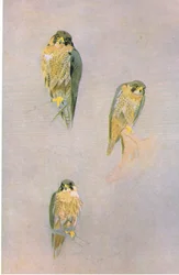 Peregrine Falcon Studies, pub. af Book Club Associates, 1972